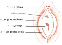 appareil urinaire feminin